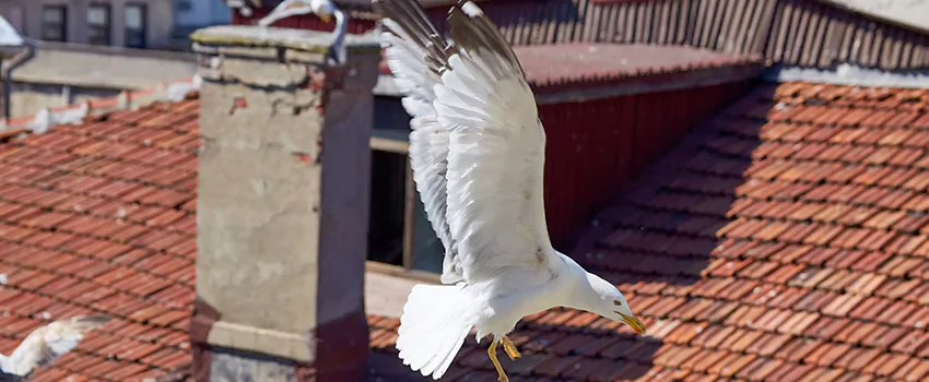 Residential Chimney Animal Removal Solution in Lenexa, KS